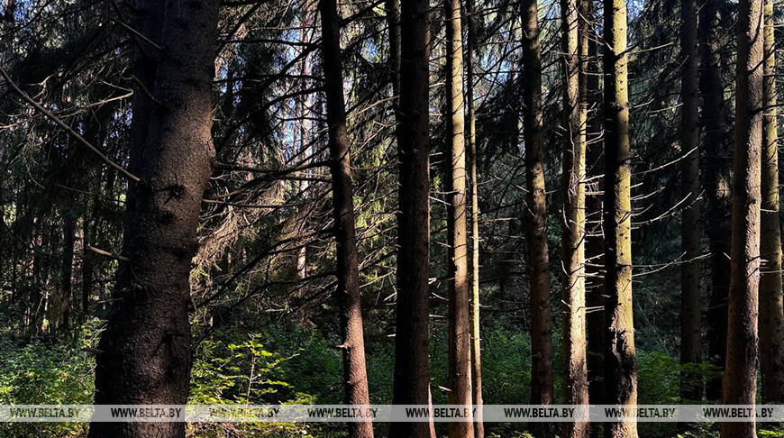Посещение лесов ограничено на большей части территории Беларуси