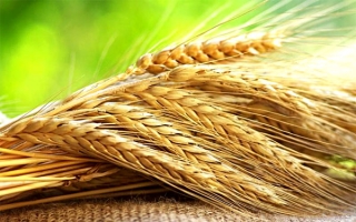 Поздравляем лучших на уборке урожая 2016 года! 