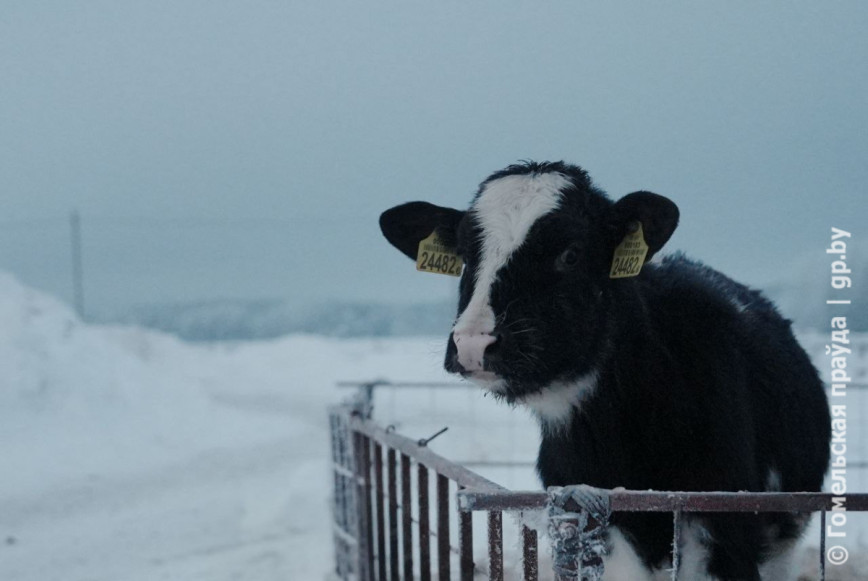 Аб'ём сельгасвытворчасці ў Гомельскай вобласці ў 2025 годзе вырас на 8,3%